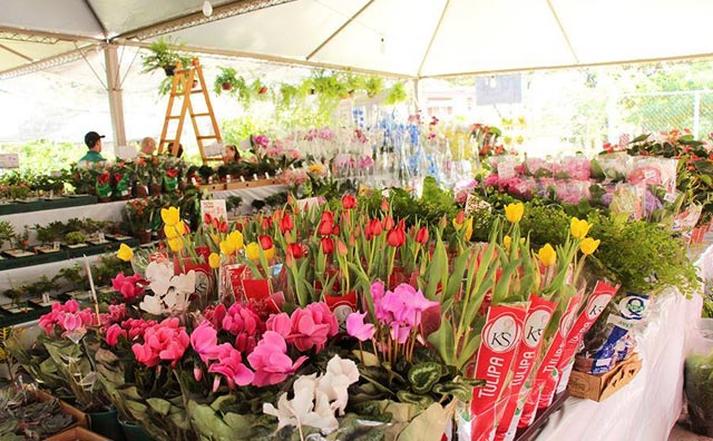 Manaus recebe pela primeira vez o Festival das Flores de Holambra