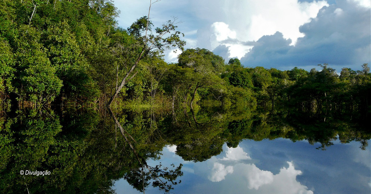 Fórum debate inovação em investimentos na bioeconomia da Amazônia
