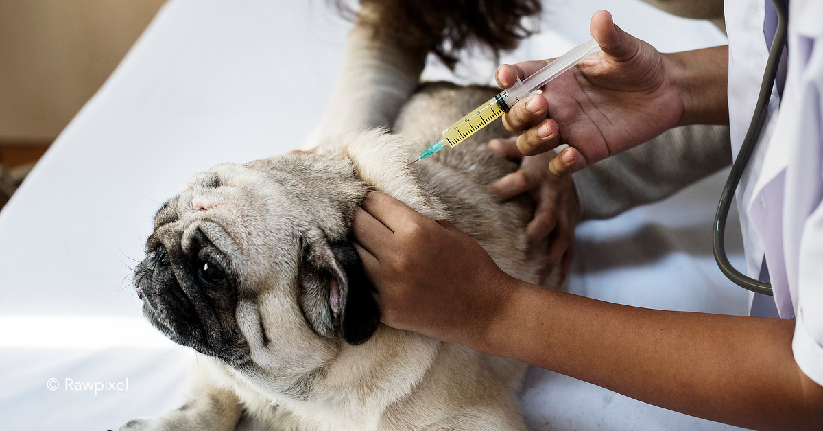 Clínica veterinária da Uninorte realiza vacinação antirrábica até o dia 30