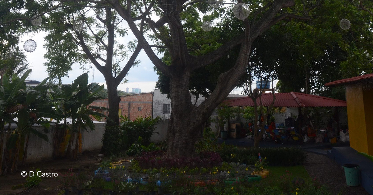 Concurso de fotografia da prefeitura vai selecionar imagem de rvore mais bonita de Manaus