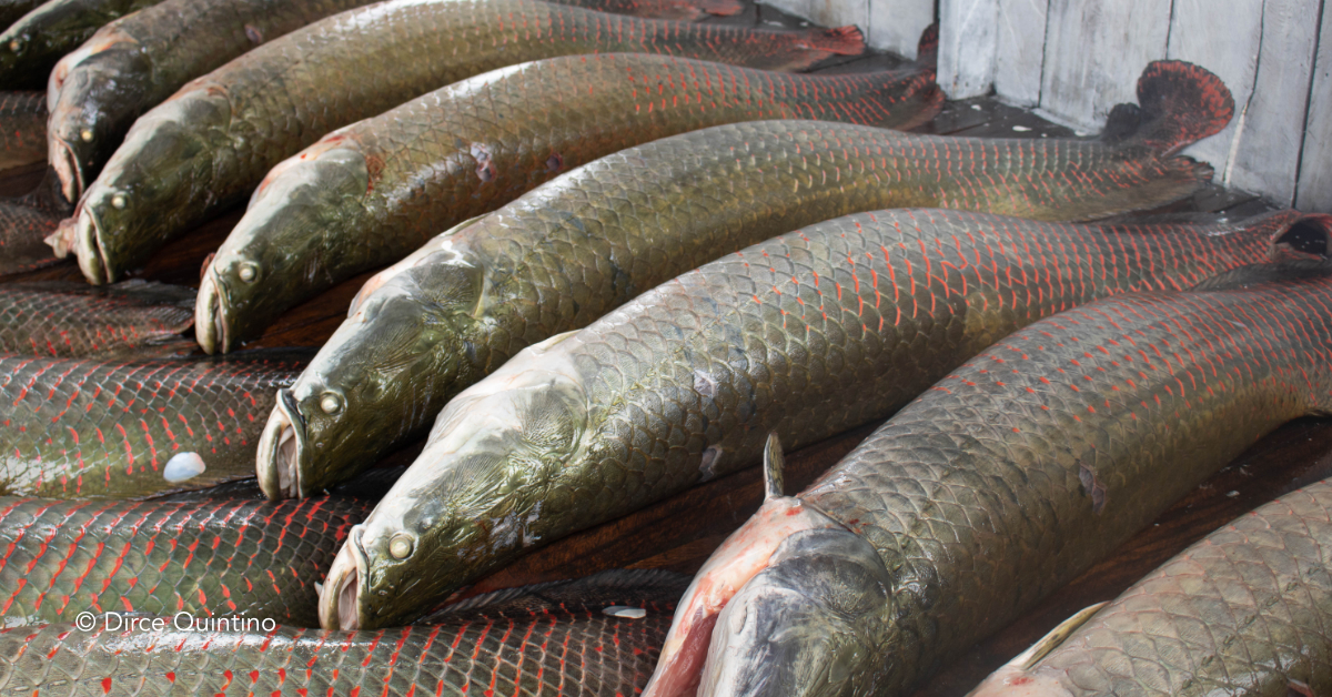 Venda de peixe manejado rende mais de R$ 423 mil a pescadores de Fonte Boa em 2021